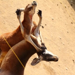カンガルーの画像