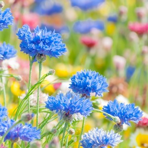 花畑の画像
