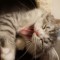 猫の画像