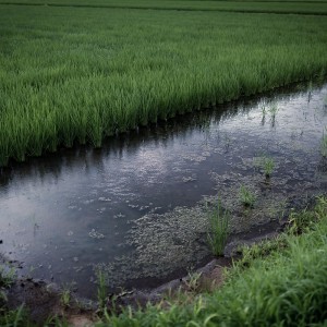 雨の画像