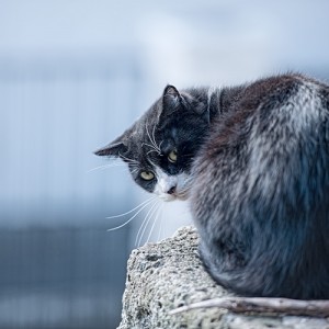 猫の画像