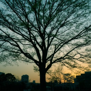 夕暮れの写真